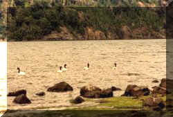 Cisnes en Lago Paimn